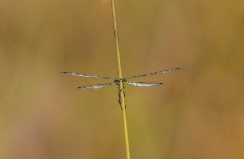 Спряталась фото превью