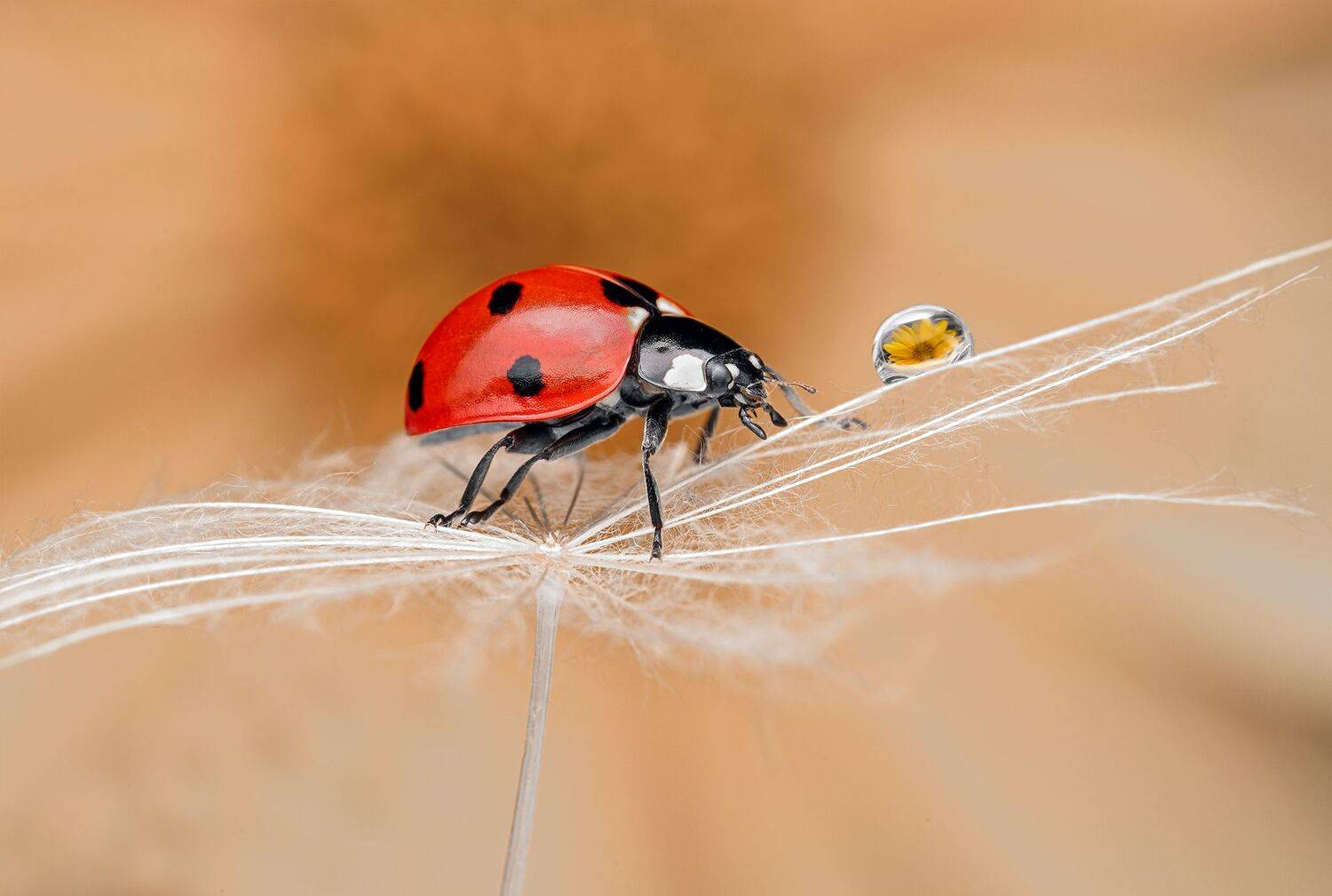 ceclii, macro, Ganev Tsvetan