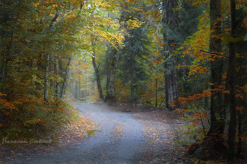 кавказ горы лес осень По дороге в осень фото превью