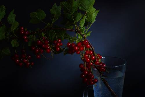 red berries in a  vase on a black background