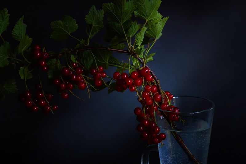 red berries,  blue vase,  black background, still life, nature red berries in a  vase on a black background фото превью