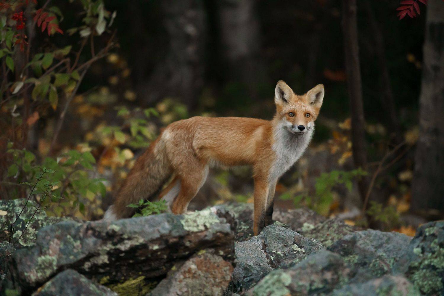 лиса, животное, анималистика, Красноярские столбы, Столбы, Сибирь, тайга, Александр Нерозя