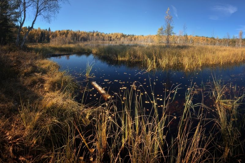 На лесном болоте фото превью