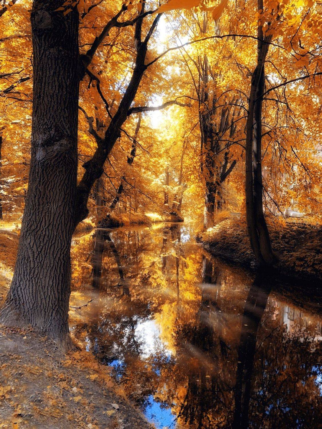 осень, природа, пейзаж, autumn, goldautumn, nature, landscape, золотаяосень, отражение, пруд, reflection, Julia Kaissa