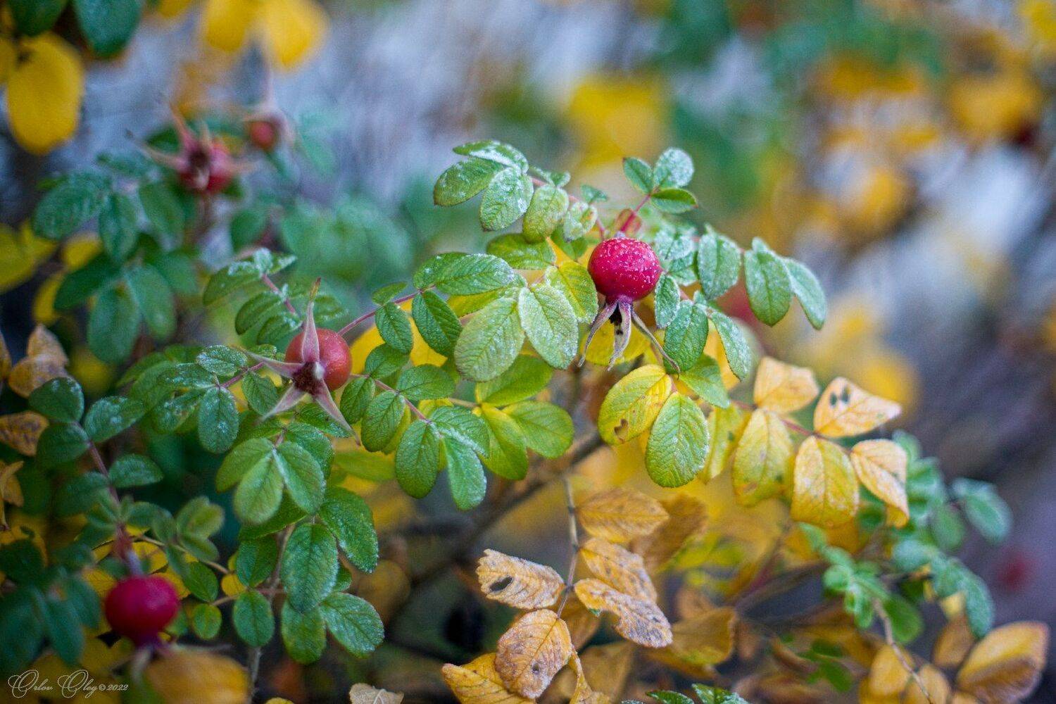 , Орлов Олег