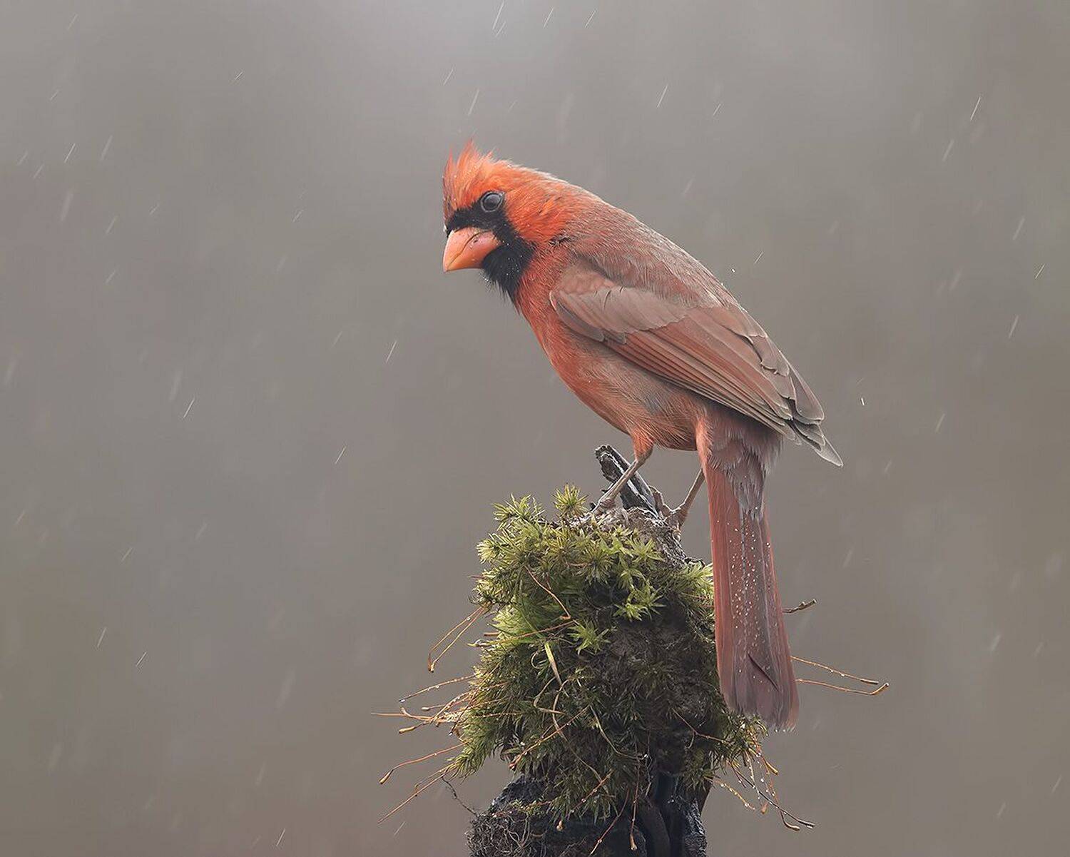 красный кардинал, northern cardinal, cardinal,кардинал, Etkind Elizabeth