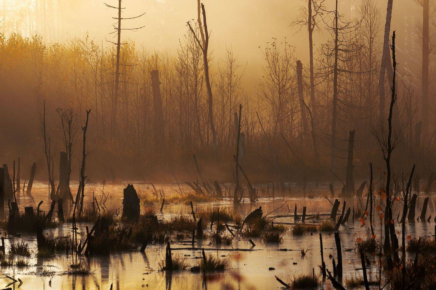 , Инга Иванова