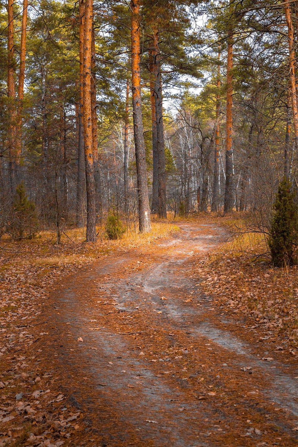 , Чудинин Дмитрий