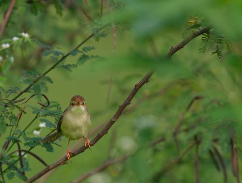 Song Bird