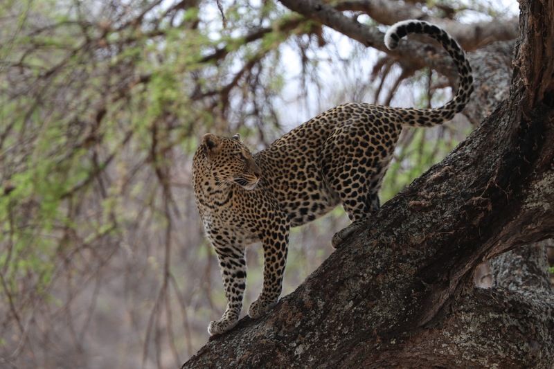 Leopard  фото превью