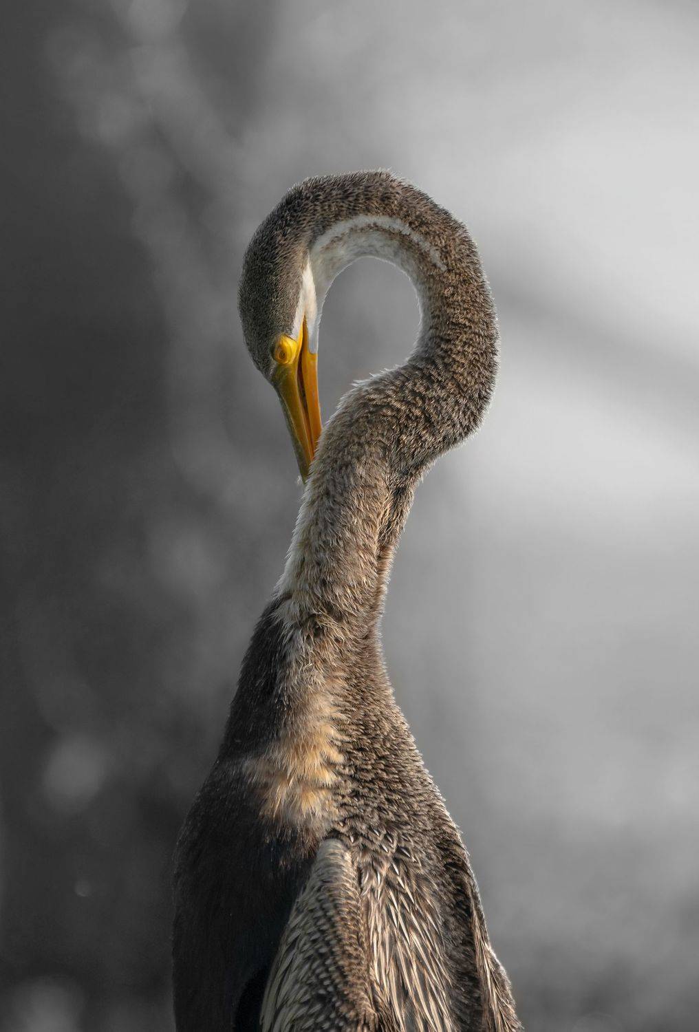 wildlife, Guha Jayanta