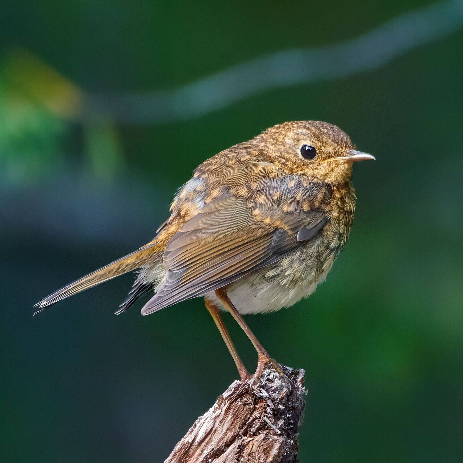 #bird #wildlife #nature #birdphotography, Александр Семенов