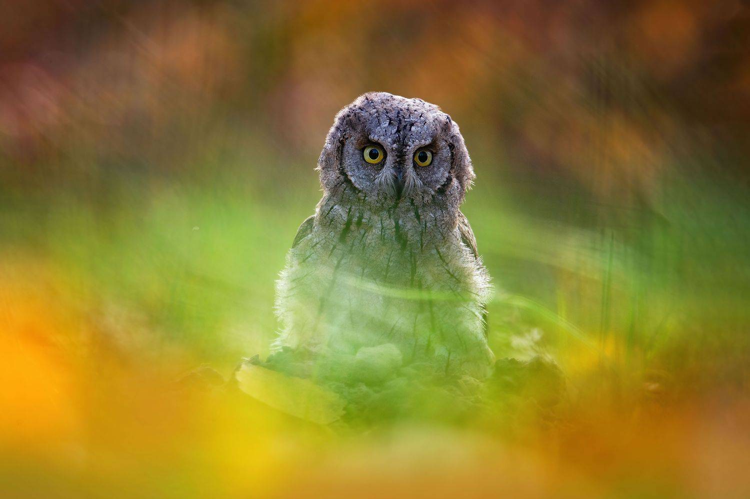 , Чернобай Анна