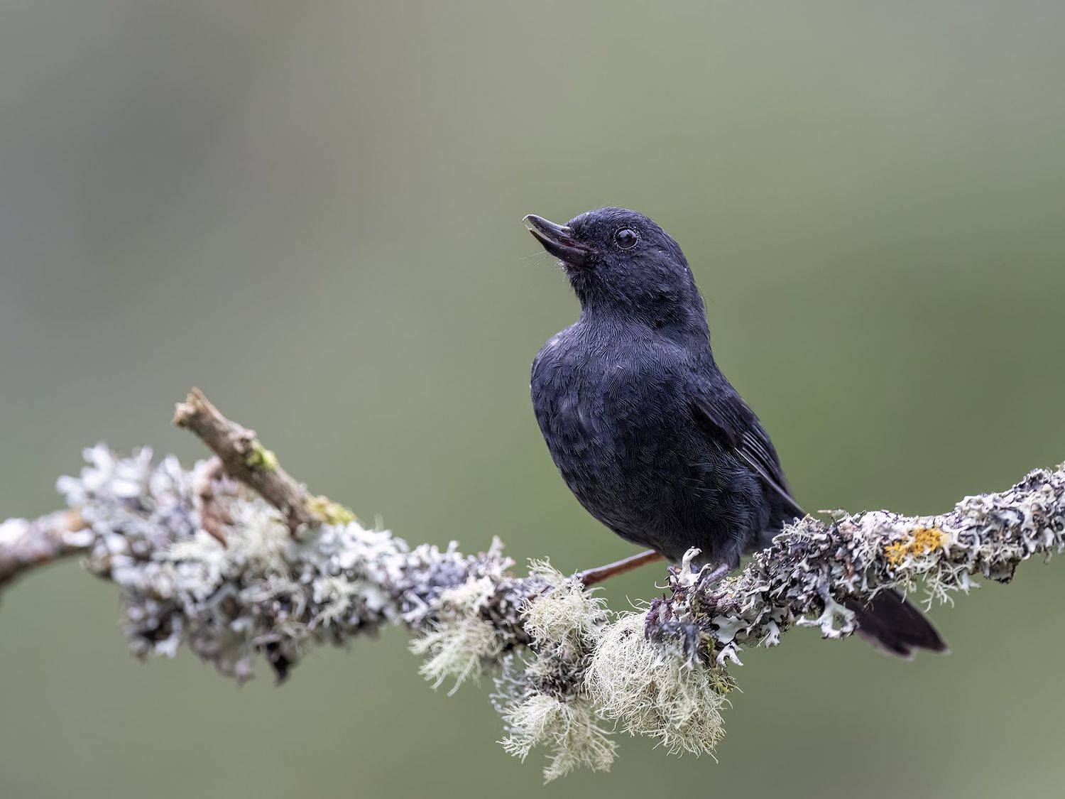 , Burgalin Sequeira Fernando