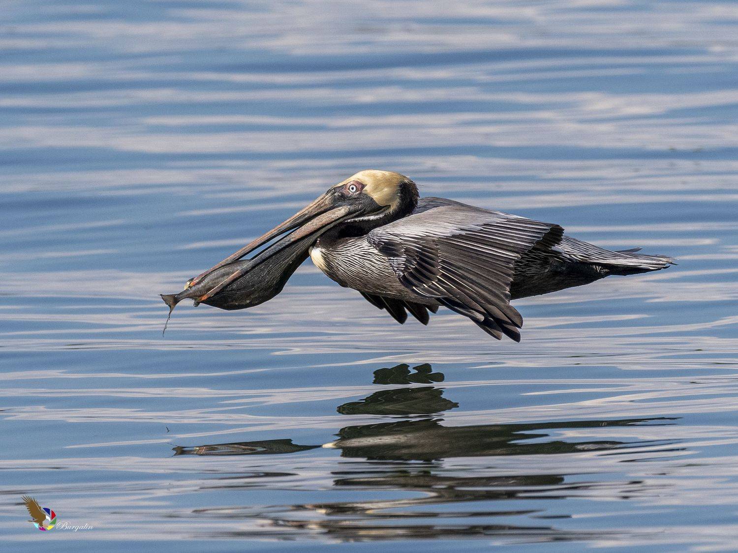 , Burgalin Sequeira Fernando