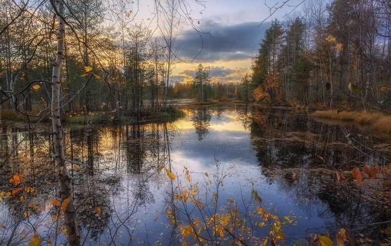 сестрорецк болото осень листопад октябрь вода закат Осенние просторы фото превью