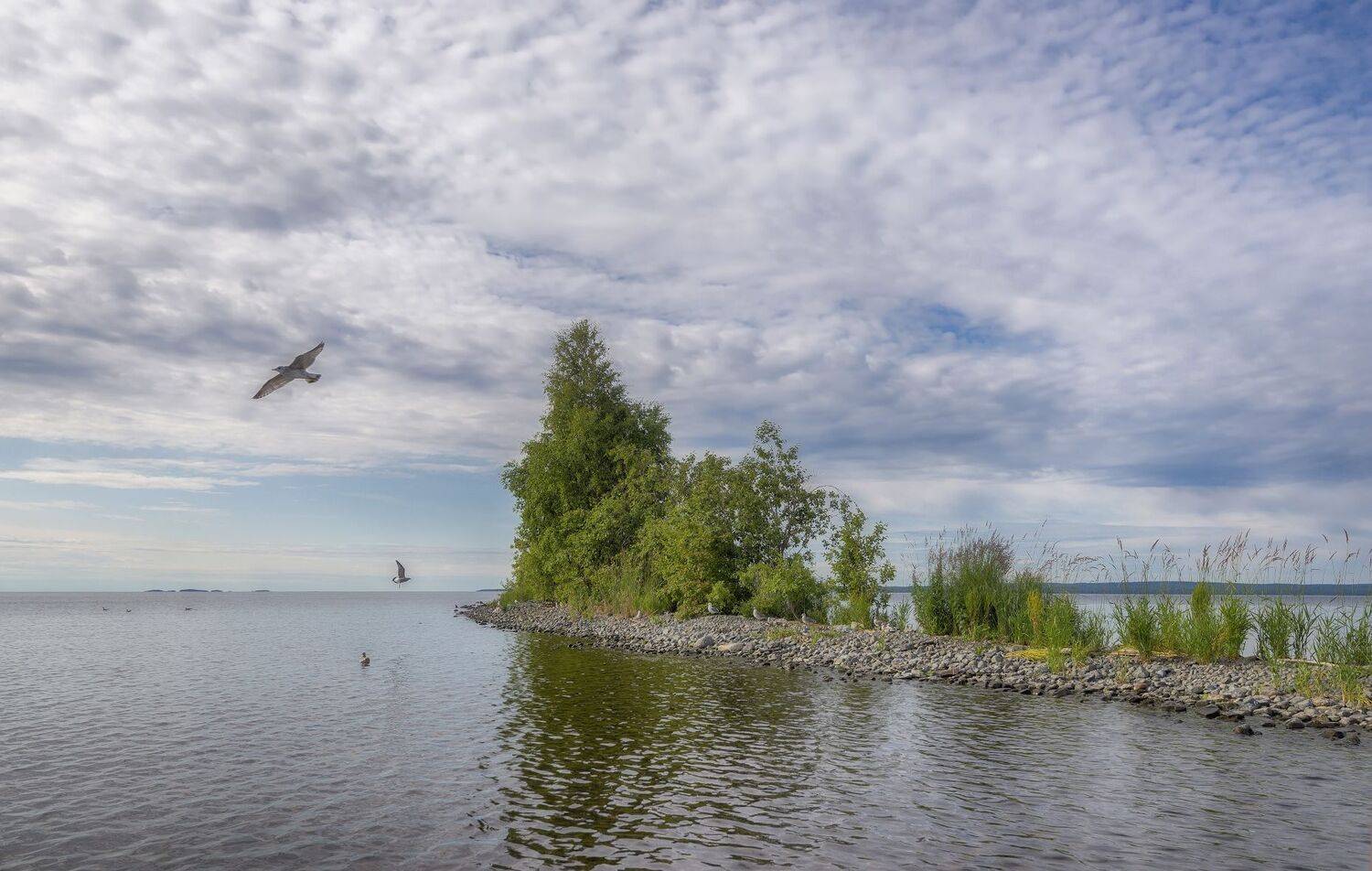 лето, Онега, коса, чайки, камни, Сергей Аникин