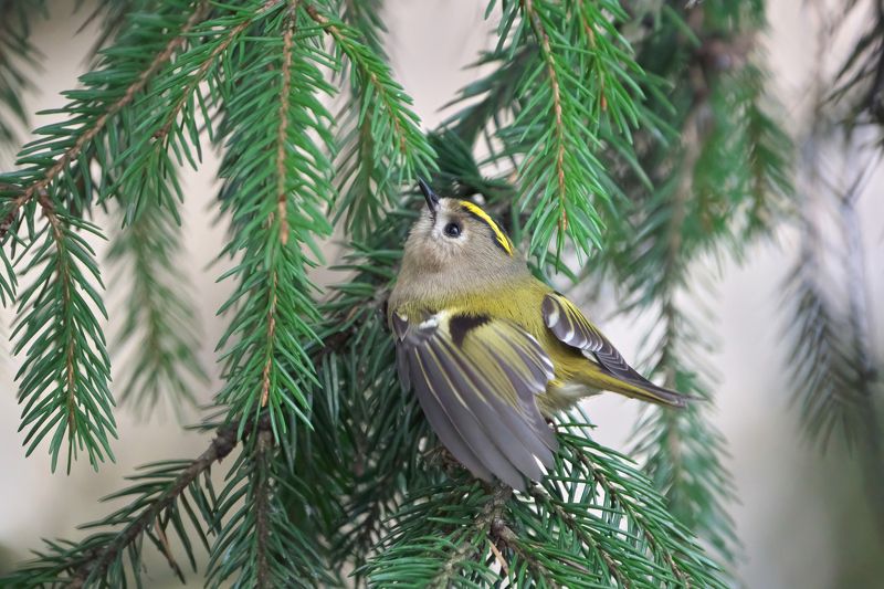 королёк,желтоголовый королёк,goldcrest,Regulus regulus, Желтоголовые корольки фото превью