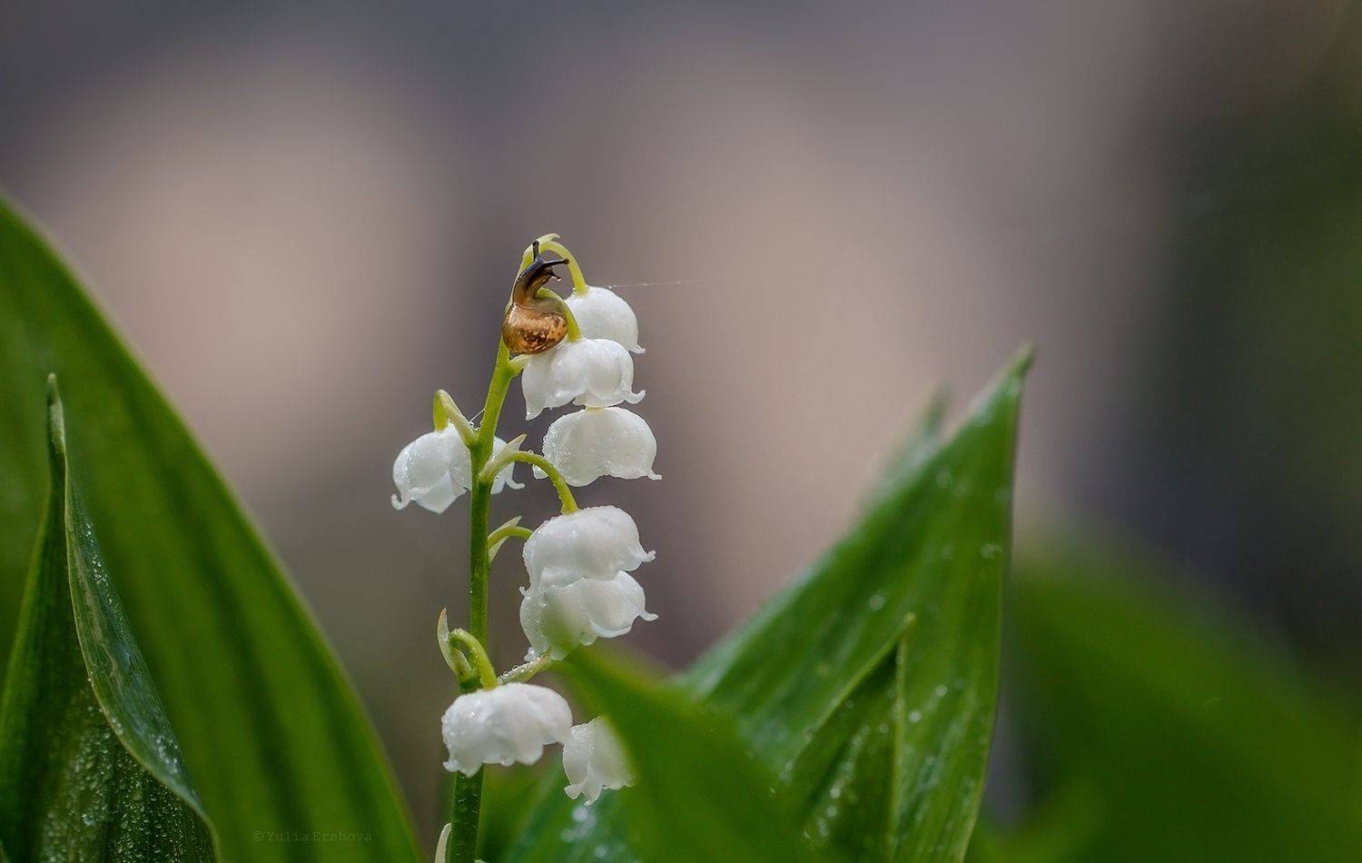 улитка, ландыш, макро, macro, Ершова Юлия