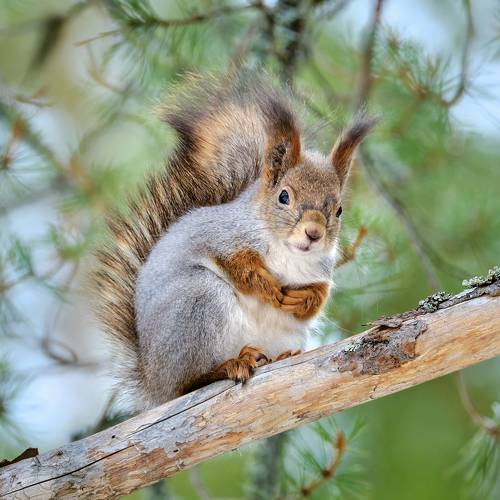 Сердитая белка