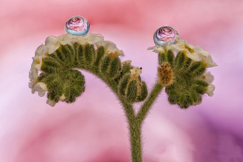 water, drops, macro, colores, plant ONLY 2 WATER DROPS фото превью