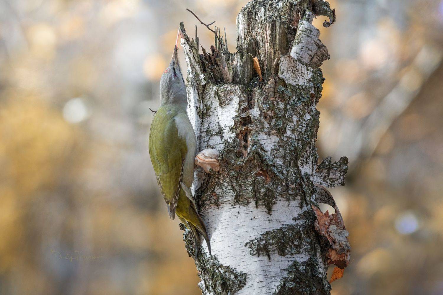 природа, лес, поля, огороды, животные, птицы, макро, Посевич Дмитрий