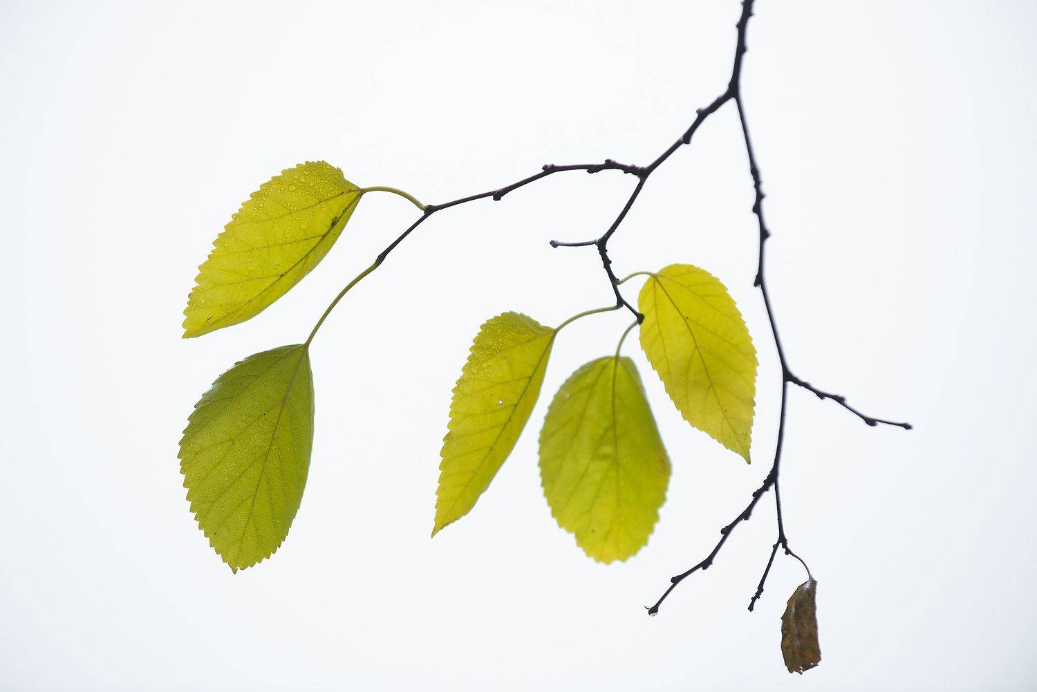 , Захаров Дмитрий