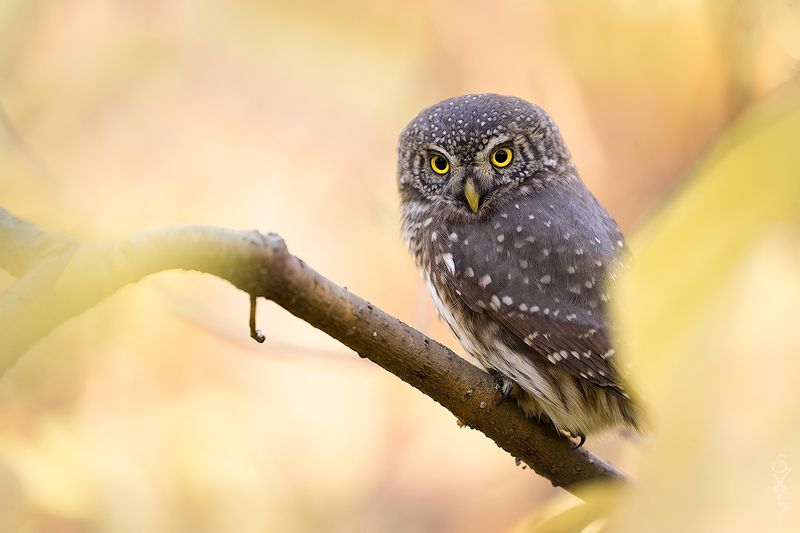 воробьиный сыч хвост под одеялом фото превью