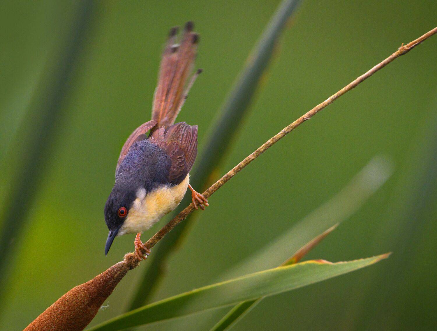 bird,birds,nikon,wild,water,shadows,lake,pond,flowers,swan,colors,nikon,beauty,nature,animals,eyes,egret,songbird,jungle,white,wings,fly, G N RAJA