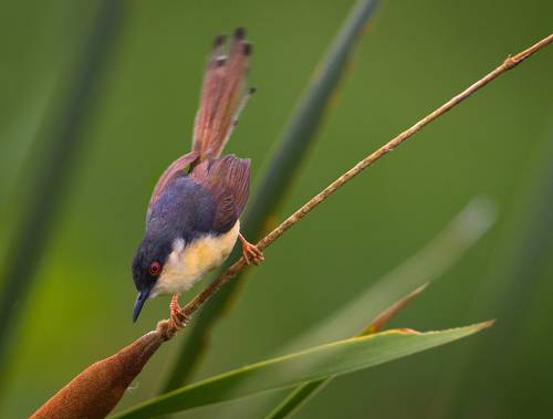 Ashy Prinia