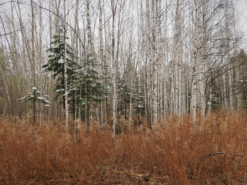 природа,лес,осень,деревья В ожидании зимы фото превью