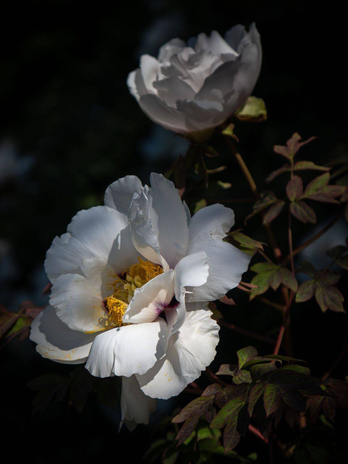 , Бравичева Анастасия