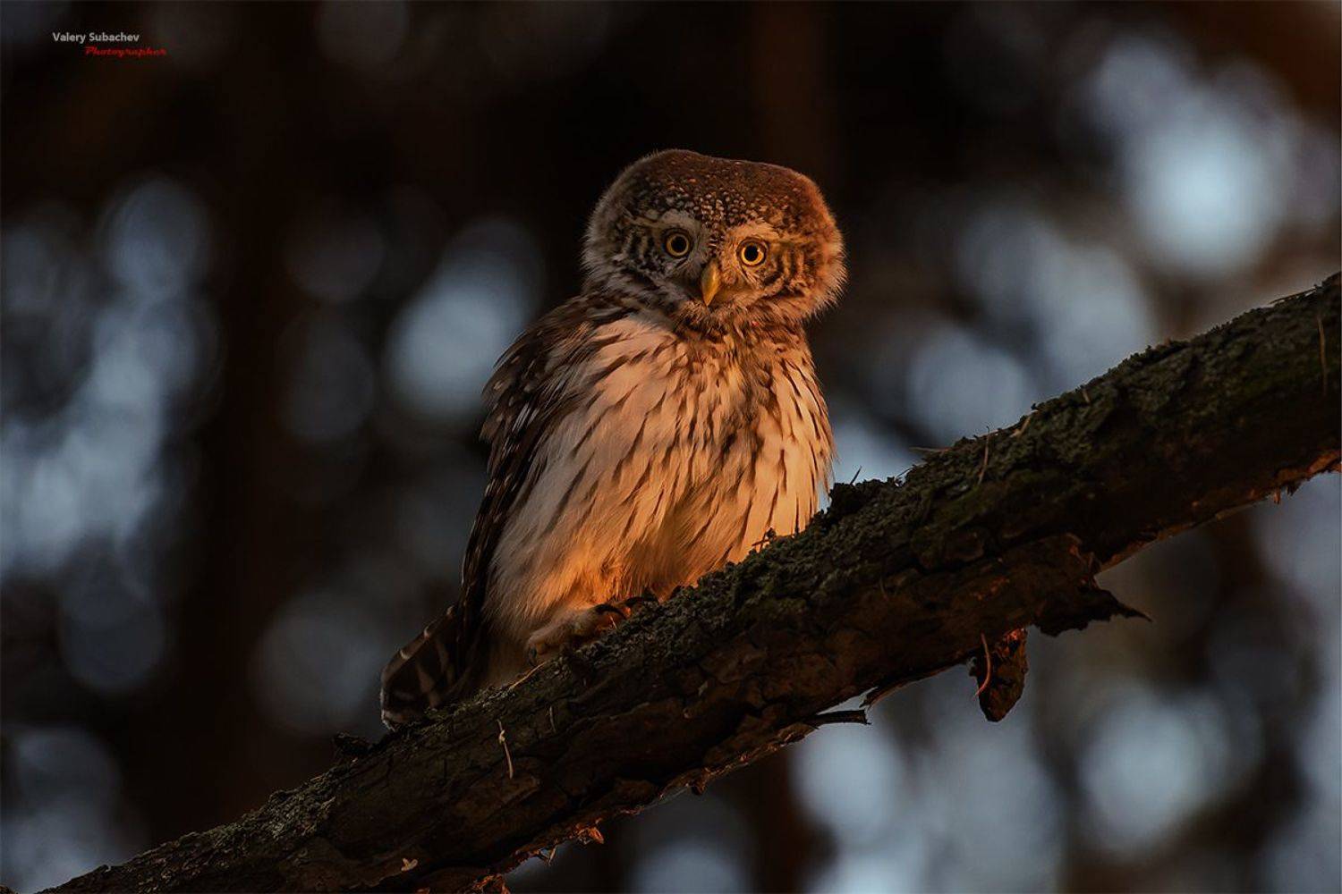 , Валерий Субачев