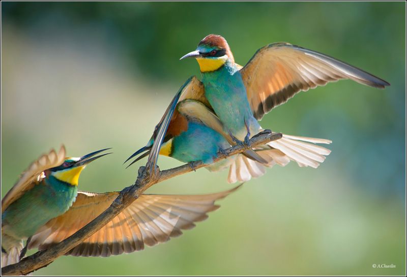 птицы,щурки,май,в,обиду,не,дам В обиду не дам ) фото превью