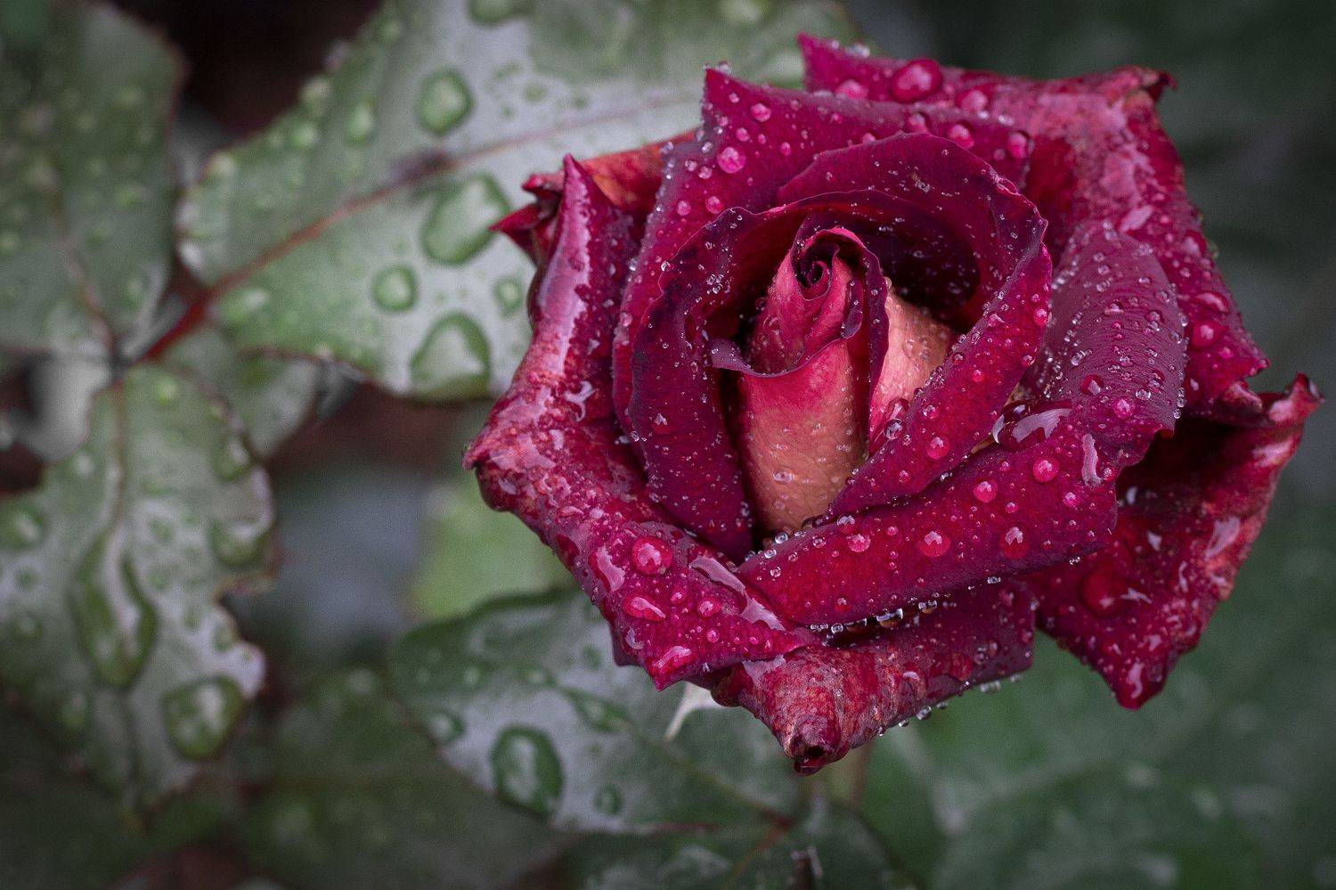 , Гусева Елена