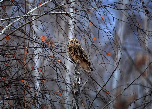 Болотная сова (вечер)