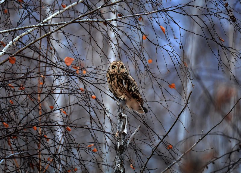 хищная птица, сова болотная, вечер, осень, Болотная сова (вечер) фото превью