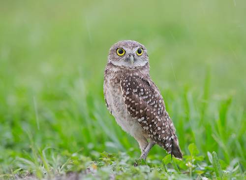 Burrowing Owlet - Кроличий сыч