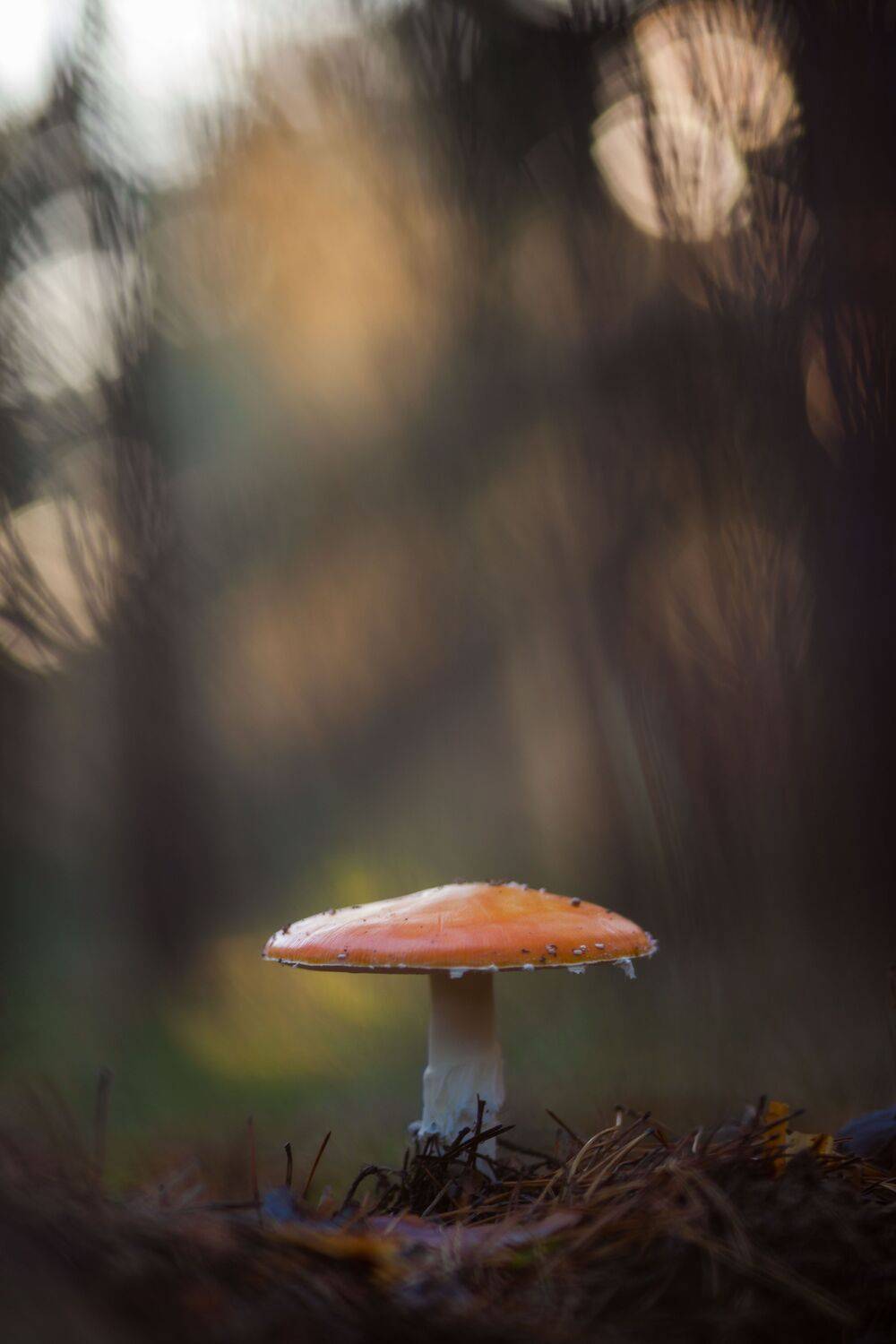 , Викулов Николай