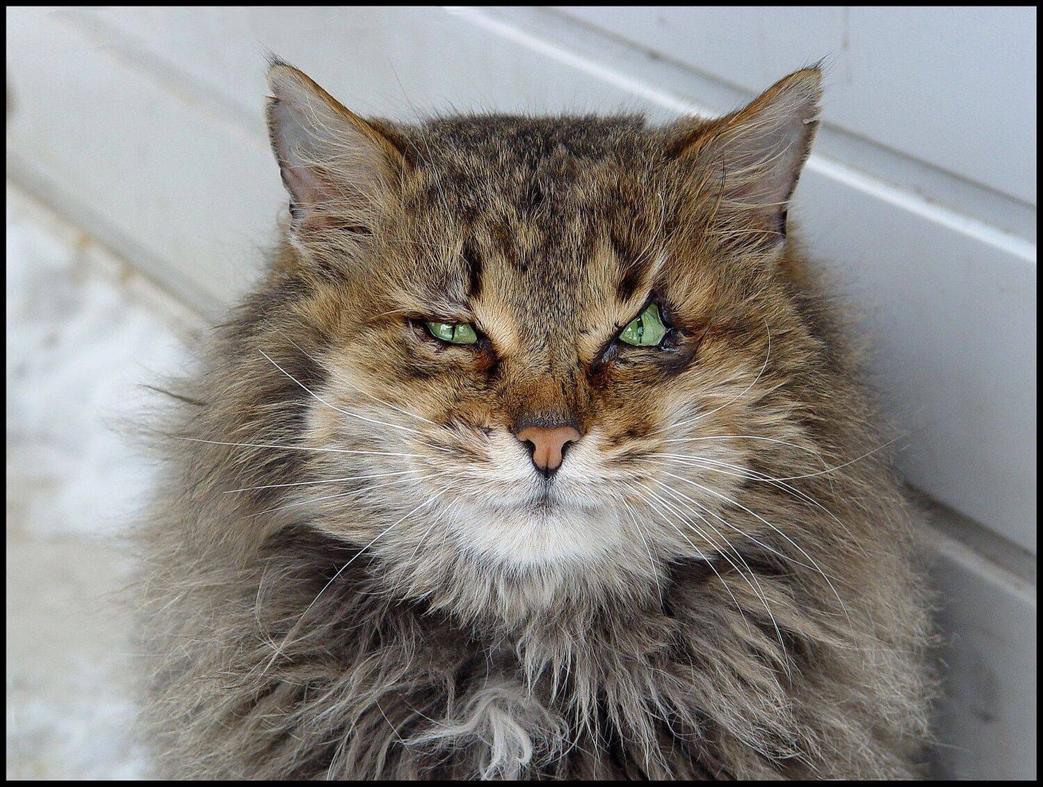 , Меднов Влад