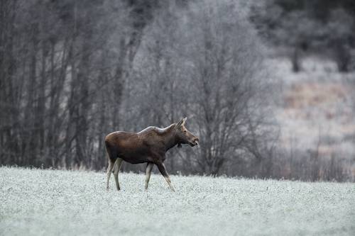 Тихое, спокойное утро