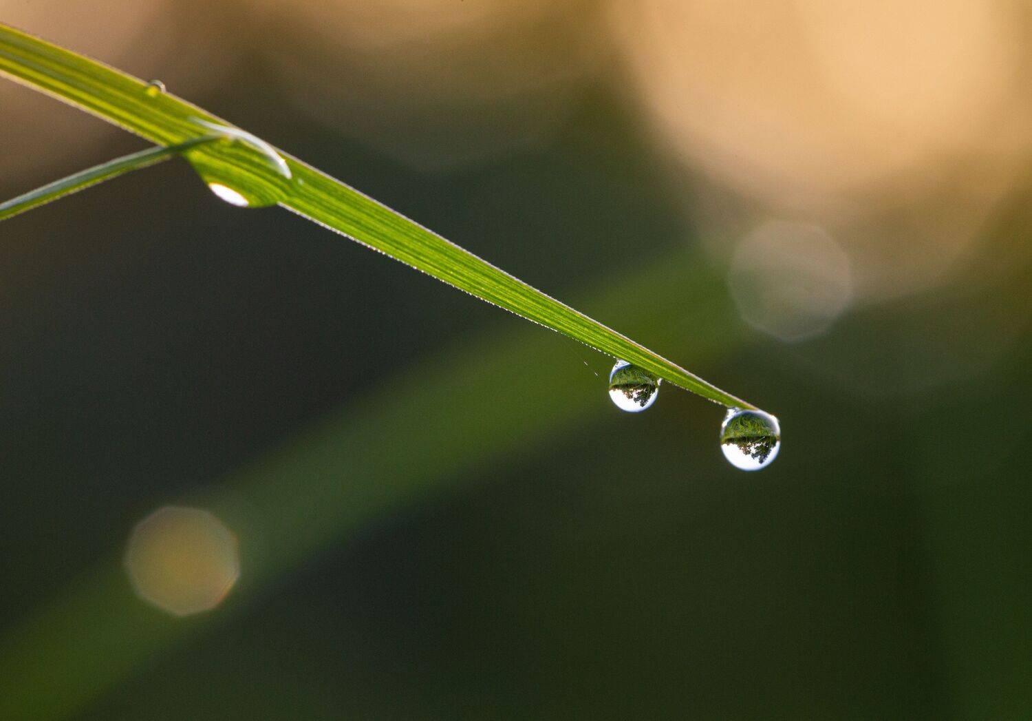 , Зеленько Дмитрий