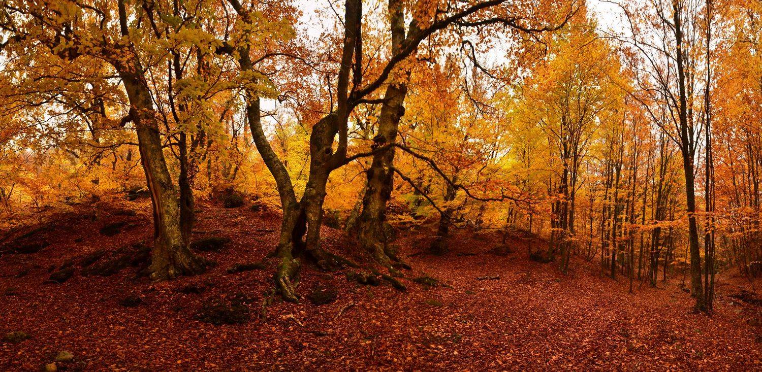 , Владимир Метцгер