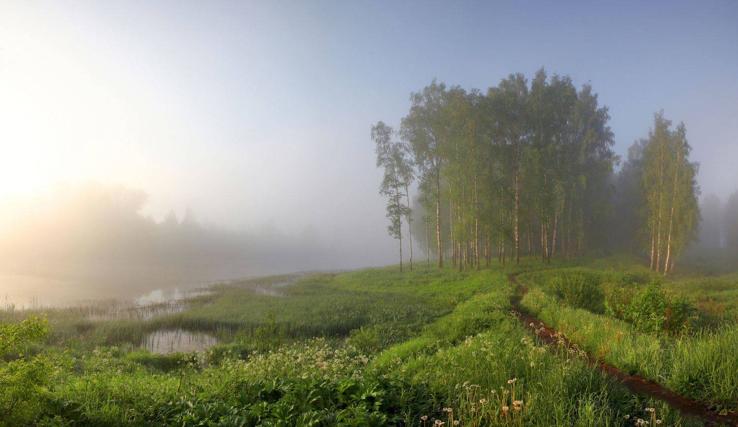 солнце , весна , лес, Александр Свистков