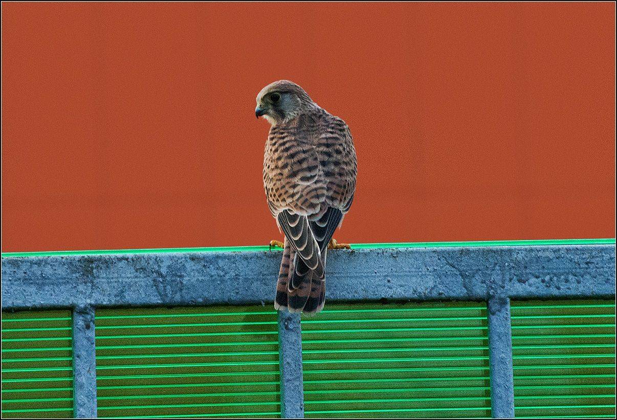 москва, город, птица, АНАТОЛИЙ ДОВЫДЕНКО