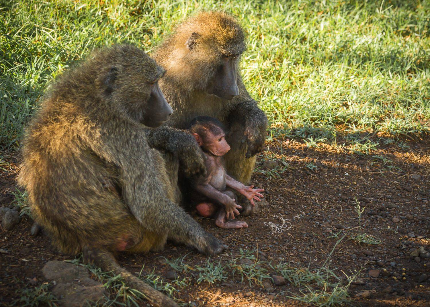 , Максимова Дария