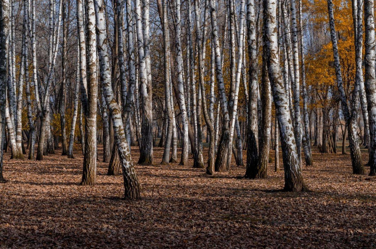 осень, парк, берёзы, Виктор Индюхин