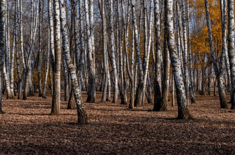 осень, парк, берёзы  фото превью