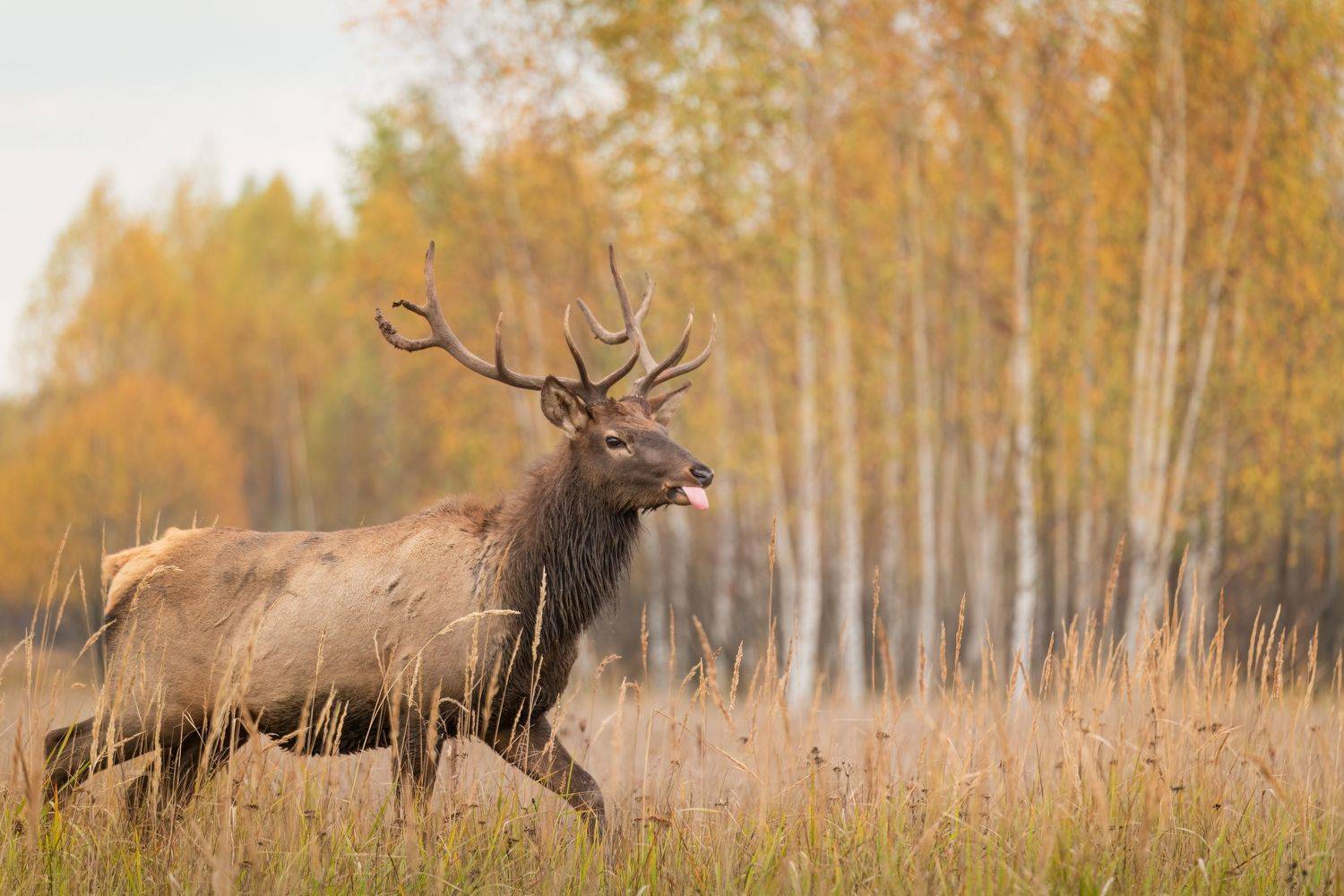 олень,осень,марал, Евгений Островский