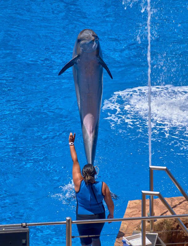 Шоу дельфинов (ЮАР. Дурбан) фото превью